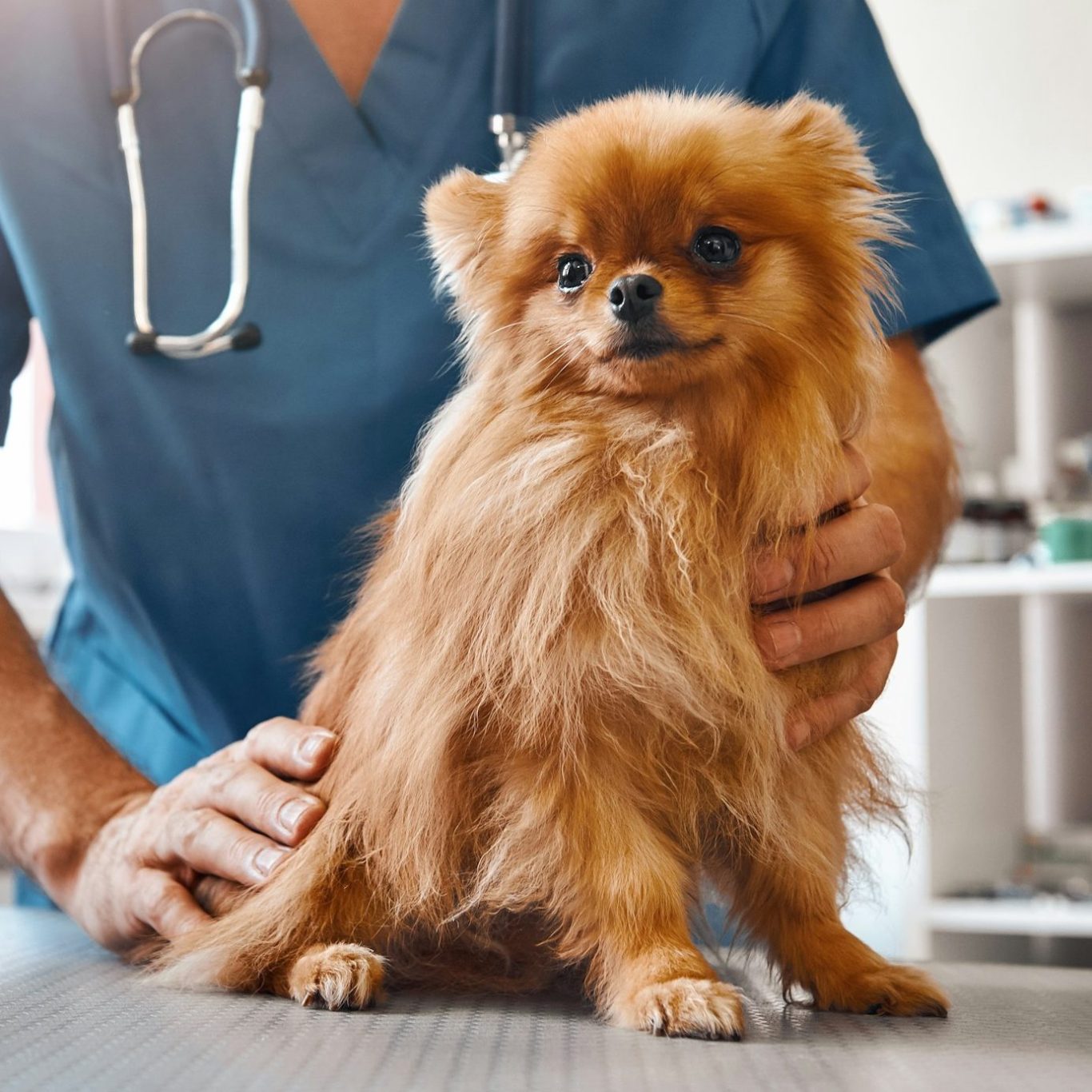 Kleiner Hund auf einem Behandlungstisch bei einer Person mit Stethoskop